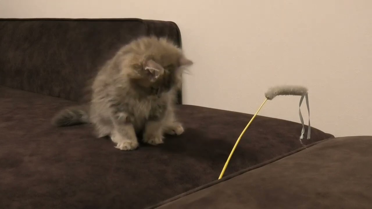 るっちゃん猫スケッチ13日目