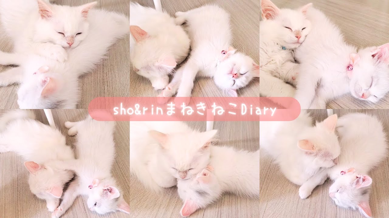 子猫たちの寝相七変化♡ずっとくっついて寝てる兄妹子猫