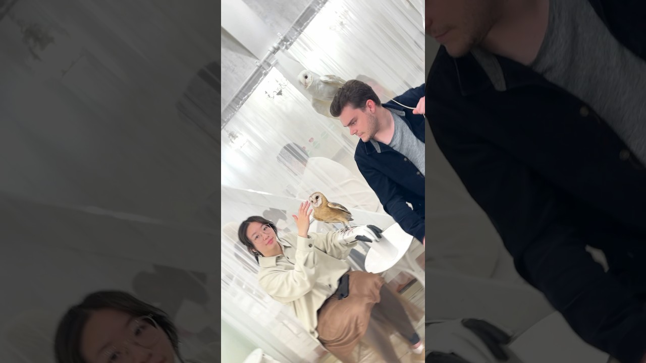 #アビシニアンワシミミズク ちゃん🦉フクロウ保育園にチェックイン🏨❣️おかえりなさい😊メンテナンスもキレイに済ませて、キャスト体験🎩 #秋葉原 #owlcafe #owl