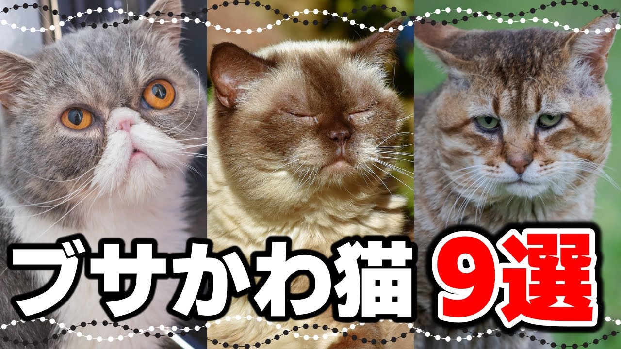 個性がキラリ☆ブサかわな猫の種類9選！鼻ペチャ・つるつる猫特集