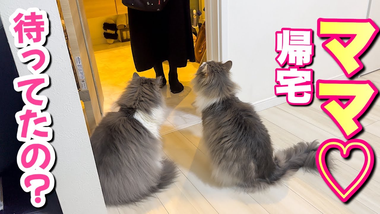 仕事を再開したママの帰りを待ちわびるおっきな猫たち💦いじけちゃってます！