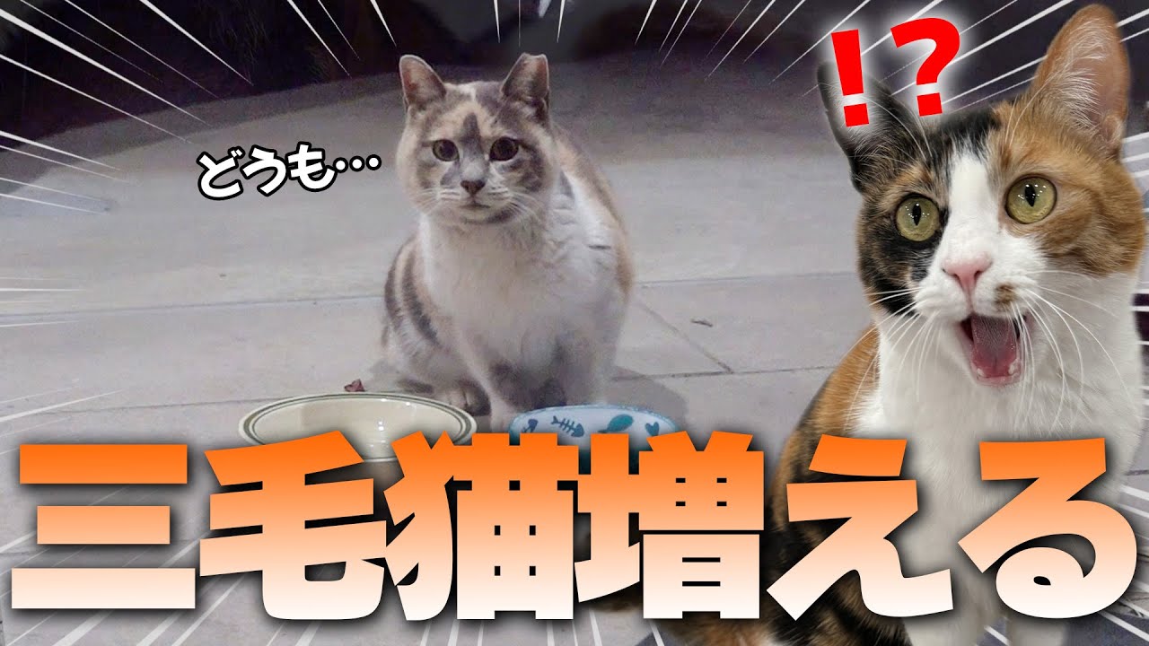 【新猫】お腹を空かせていた野良猫にご飯を用意したら、現れたのはまさかの”三毛猫”でした…！！