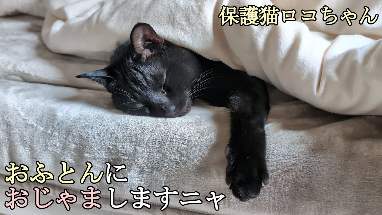 寒い日は、猫と添い寝して２度寝♪【黒猫ロコちゃん】