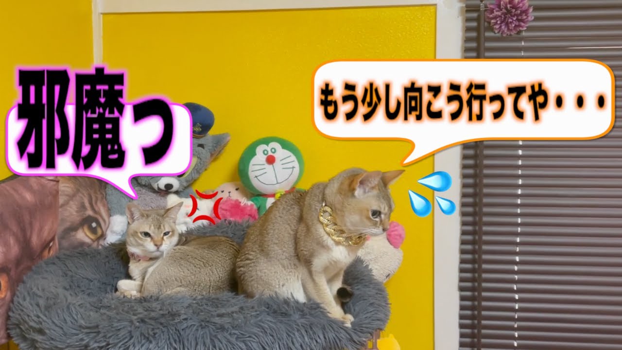 猫の陣取り合戦