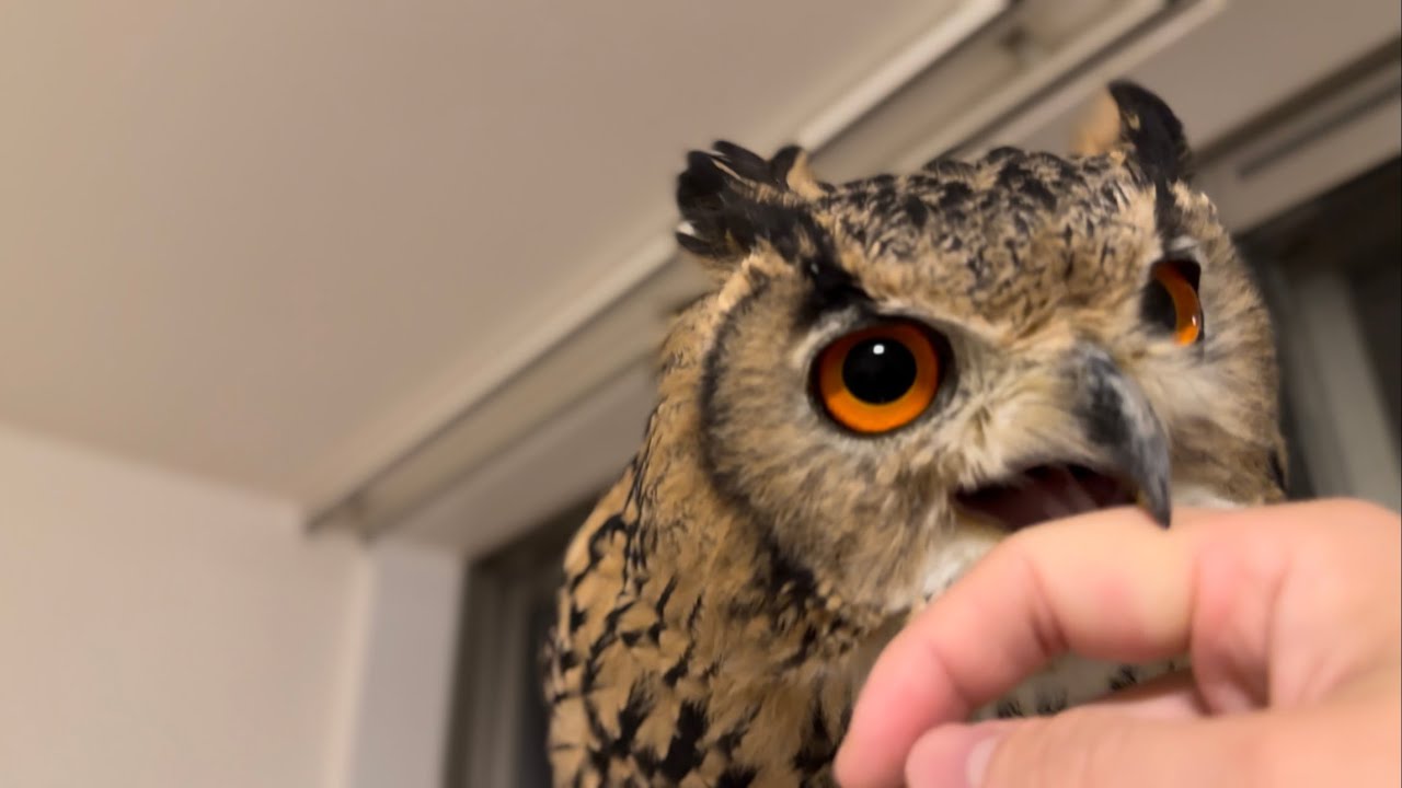#884 大人なので甘噛みができるフクロウ Adult owls can bite sweetly 【ベンガルワシミミズク】