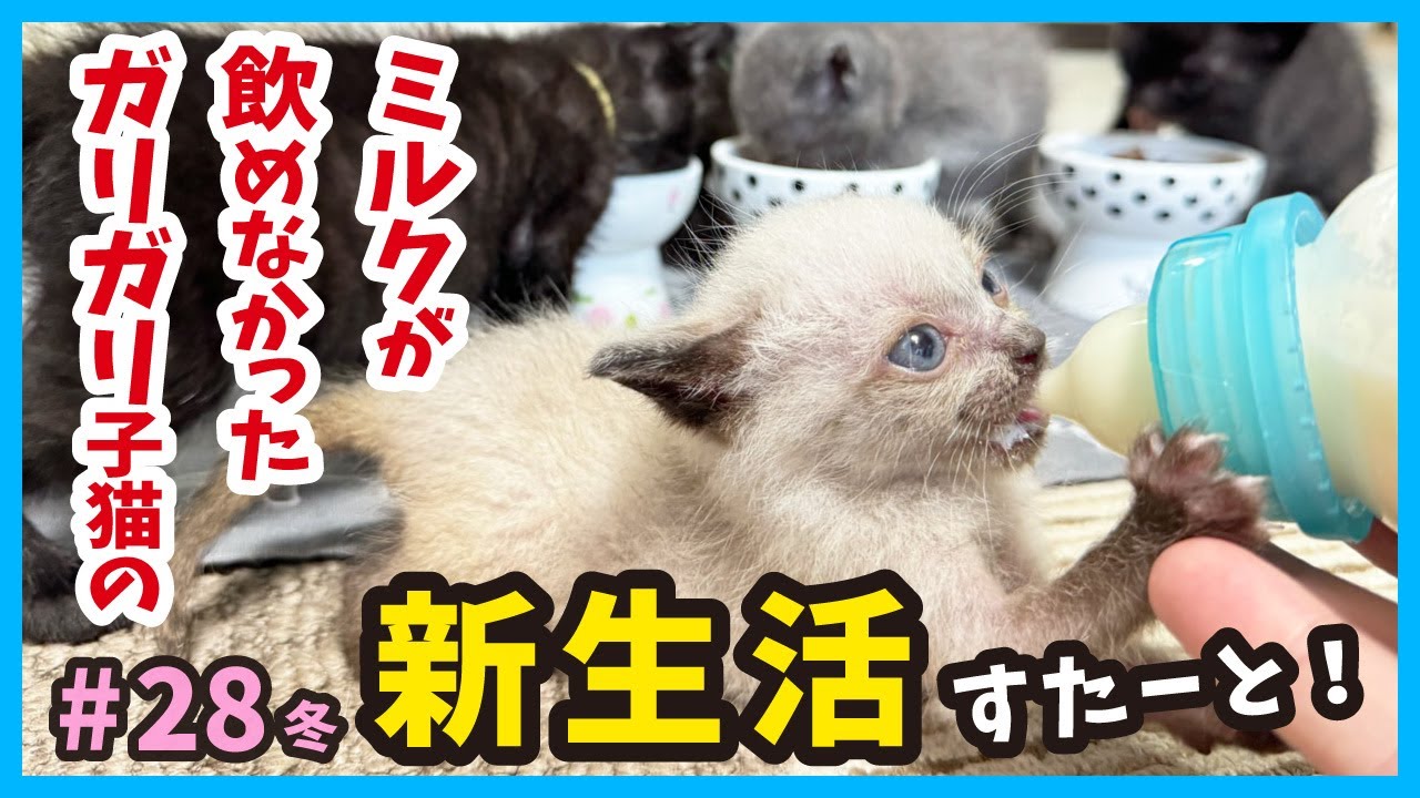 【ガリガリ子猫】完全復活に向けて、新生活がスタート！真冬に保護した赤ちゃん猫たちの成長記録。（冬28）