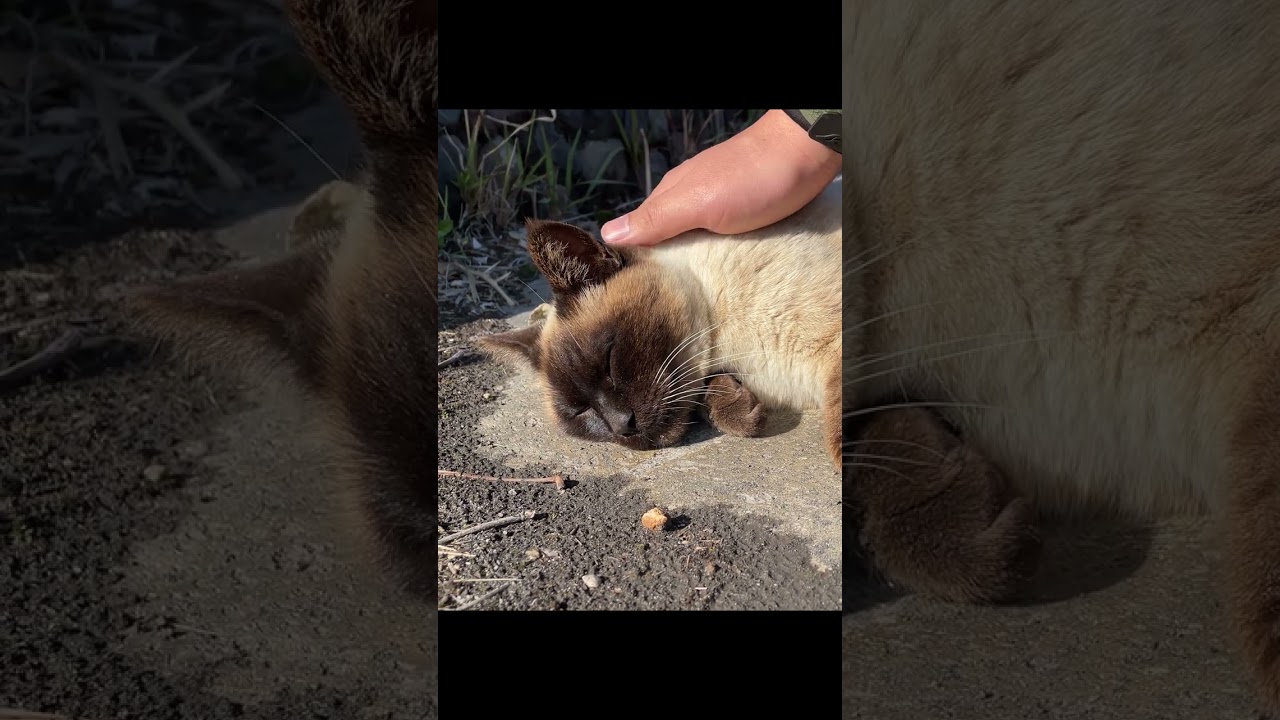ナデナデされるとかわいい声が漏れちゃうシャム猫ちゃん