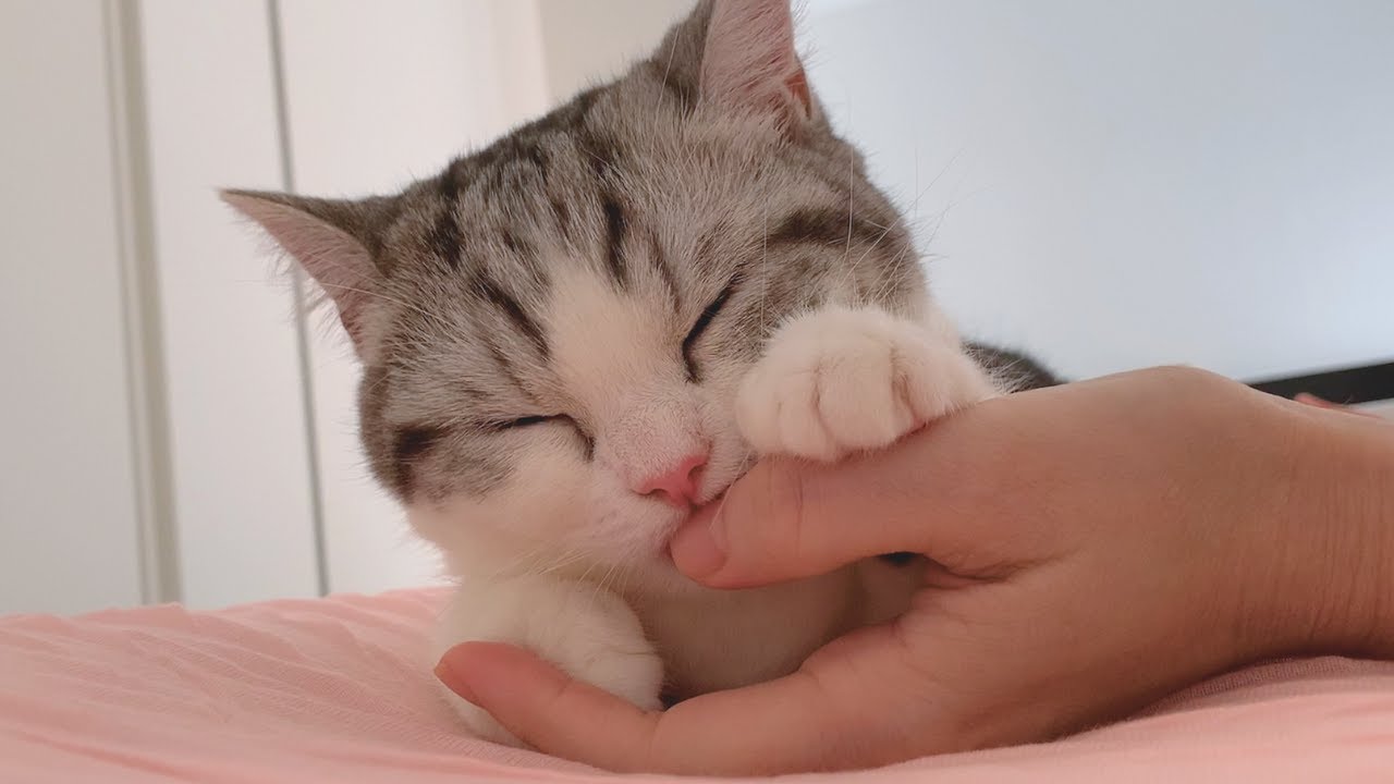 朝起きるといつも甘えんぼモードの子猫です