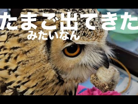 [ フクロウOWLスパイス🦉 ]vol.80 花粉かふんカフン