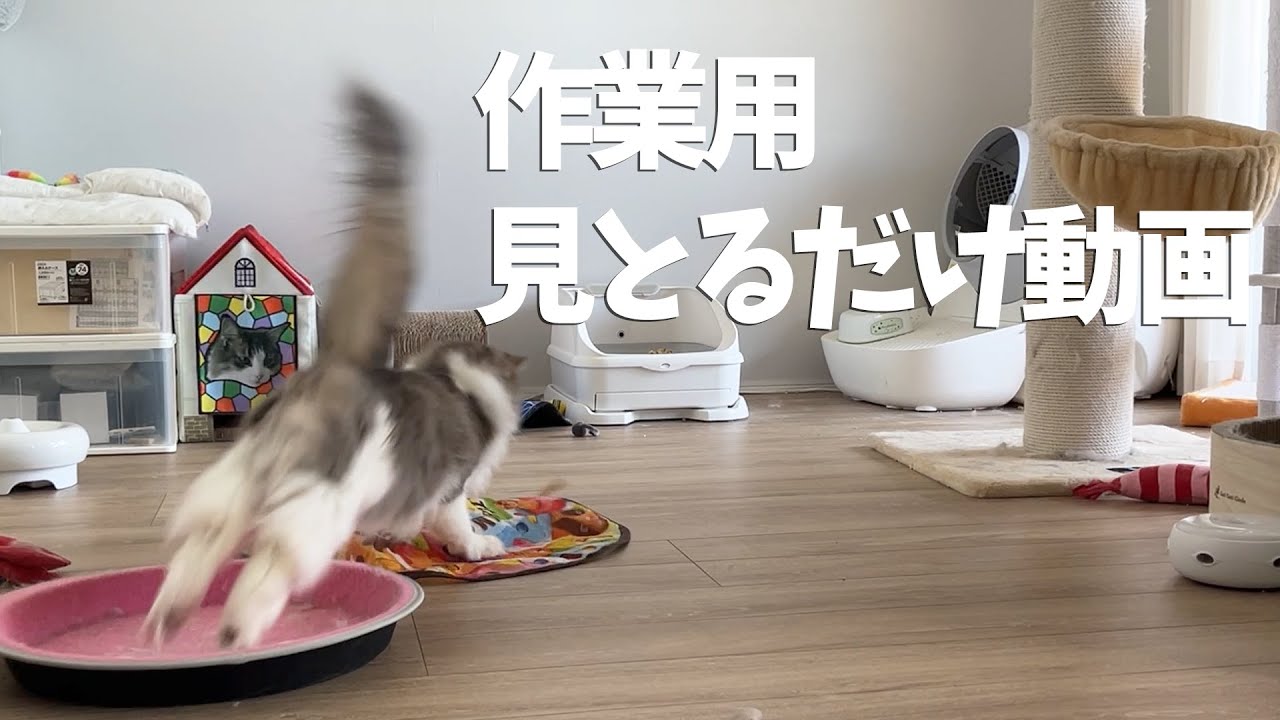 【猫との生活擬似体験】猫の体力についていけない時に自動で動くおもちゃがおすすめです ノルウェージャンフォレストキャット