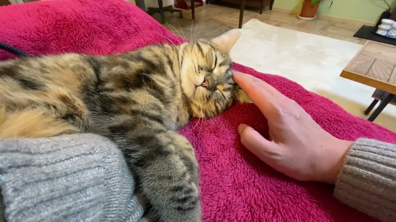 妻が亡くなって飼い出したマンチカンの子猫が１歳半になりました【R6年2月上旬】