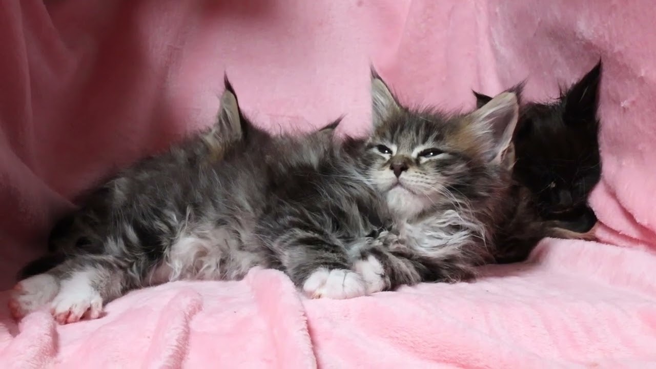 寝起きのメインクーン子猫たち