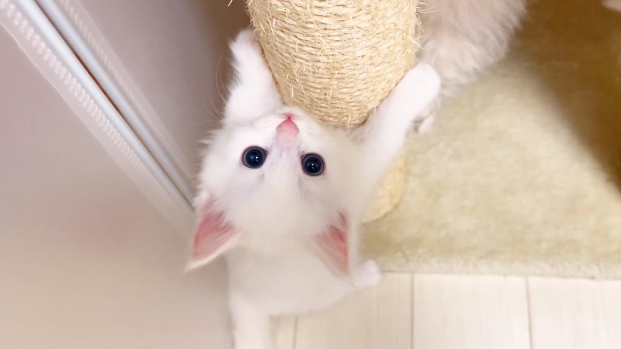 【マンチカンの子猫】子猫のブームがガリガリポール登りになった件 ～猫のいる生活Vol.906～出産動画 マンチカン短足・ミヌエット・ペルシャ猫専門ブリーダー『ペット蔵人』【子猫の成長記録】
