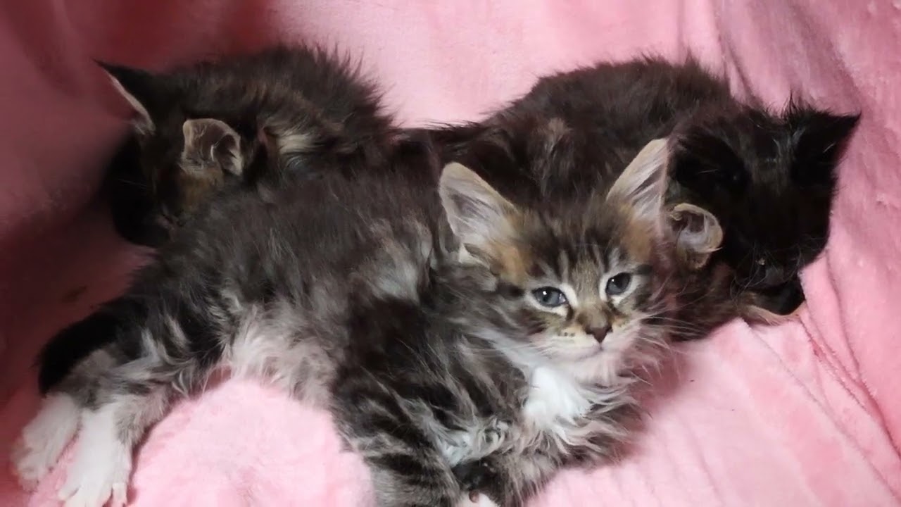 寝起きのメインクーン子猫たち