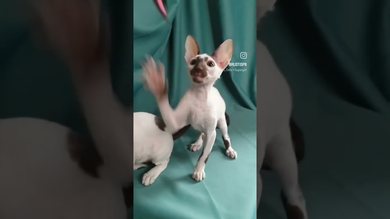 котята корниш-рекс