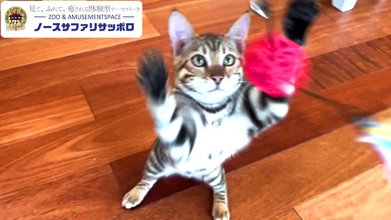 【虎そっくりな猫】トイガーの魅力爆発！