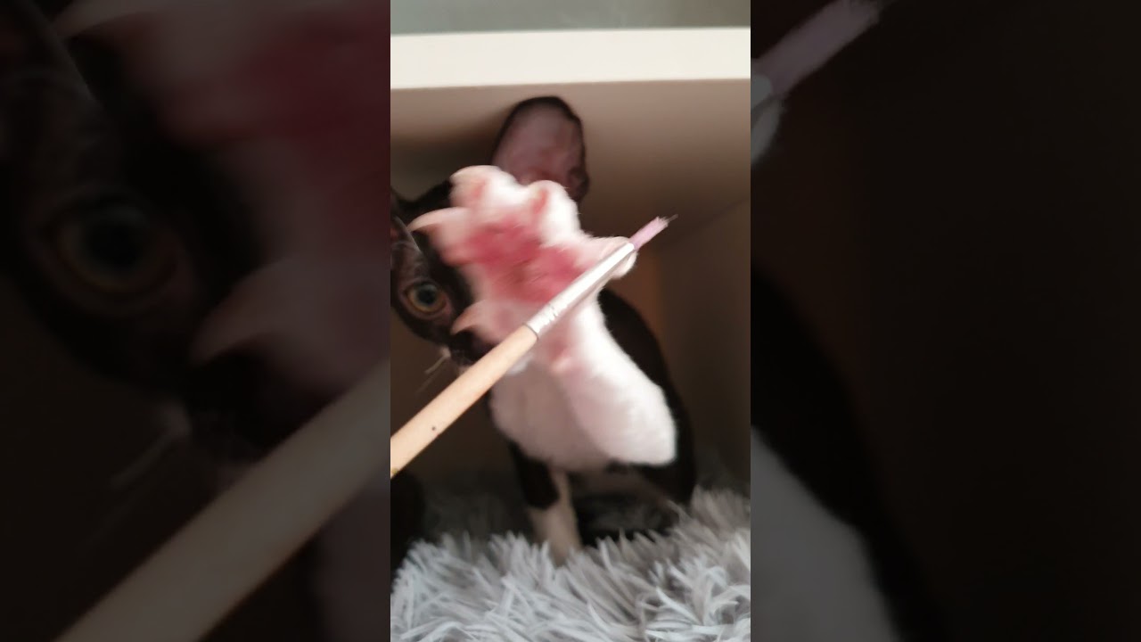 Cornish Rex kitten and lil paint brush!