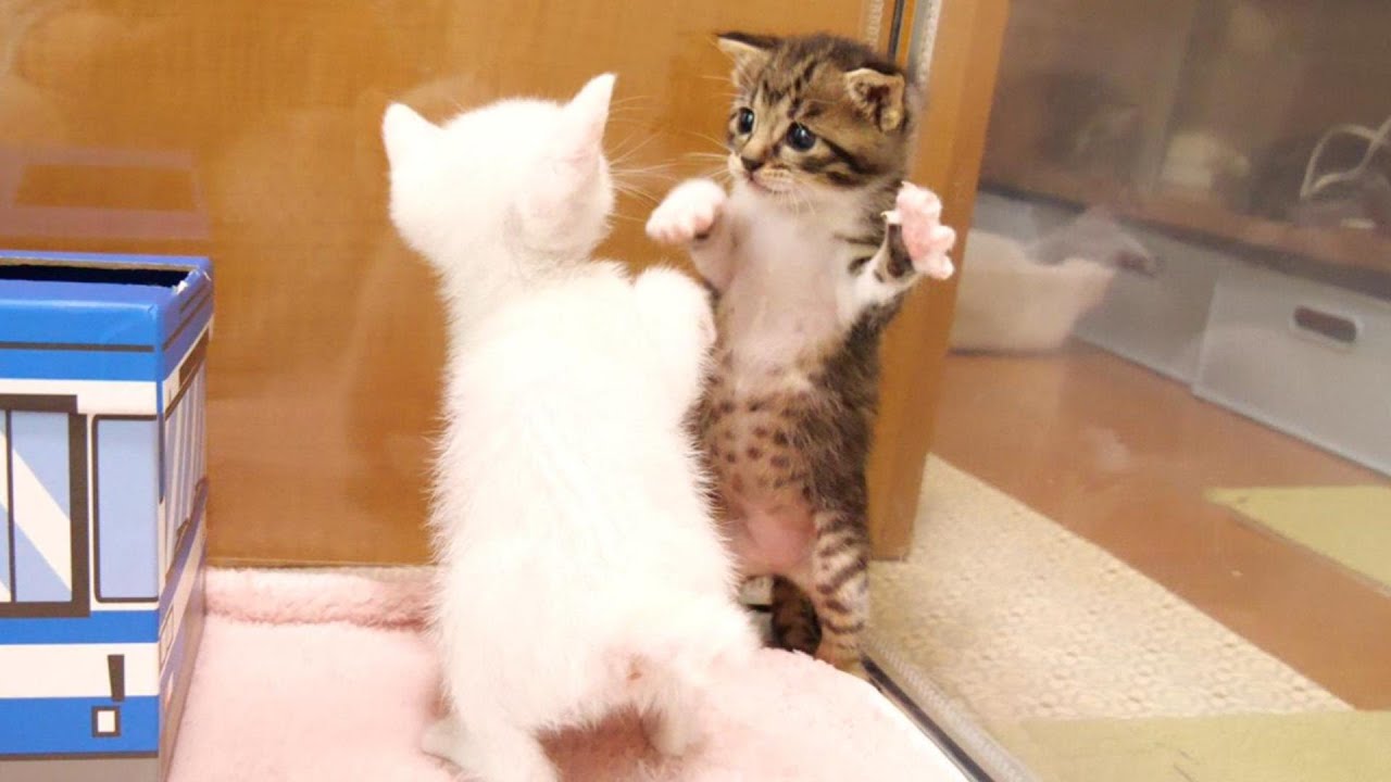 バスの取り合いで子猫達が、かわいい子猫拳法で戦う【赤ちゃん猫　保護猫】