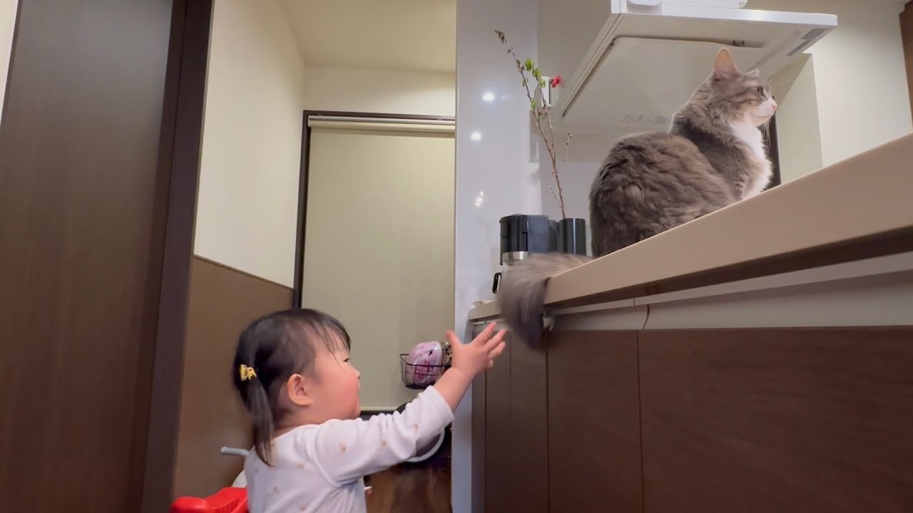 つんつん触られる猫　ノルウェージャンフォレストキャットA cat receiving a soft touch. Norwegian Forest Cat.