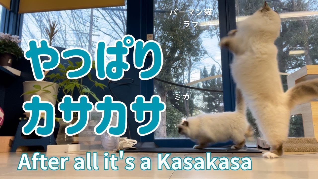 バーマン猫ラフとミカとガブ【やっぱりカサカサ】After all it's a Kasakasa（バーマン猫）Birman/Cat