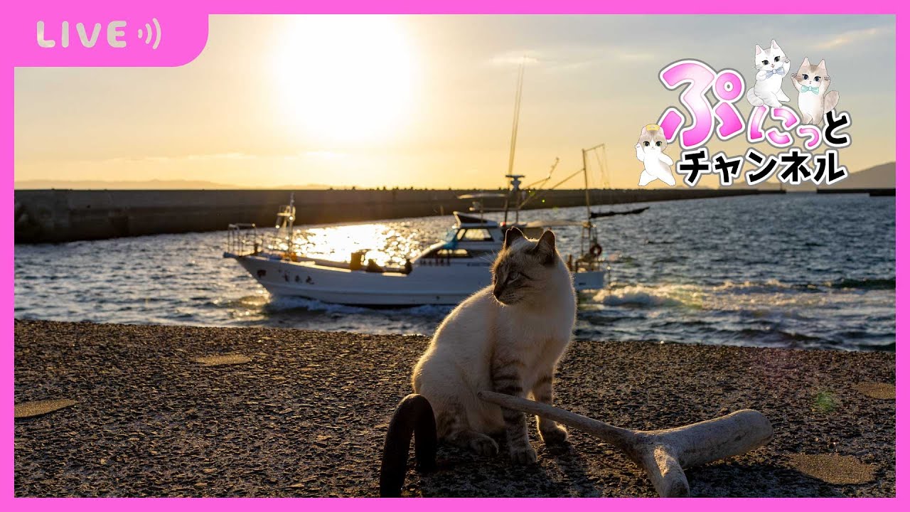 可愛い猫ちゃんライブ配信♪2024/03/11