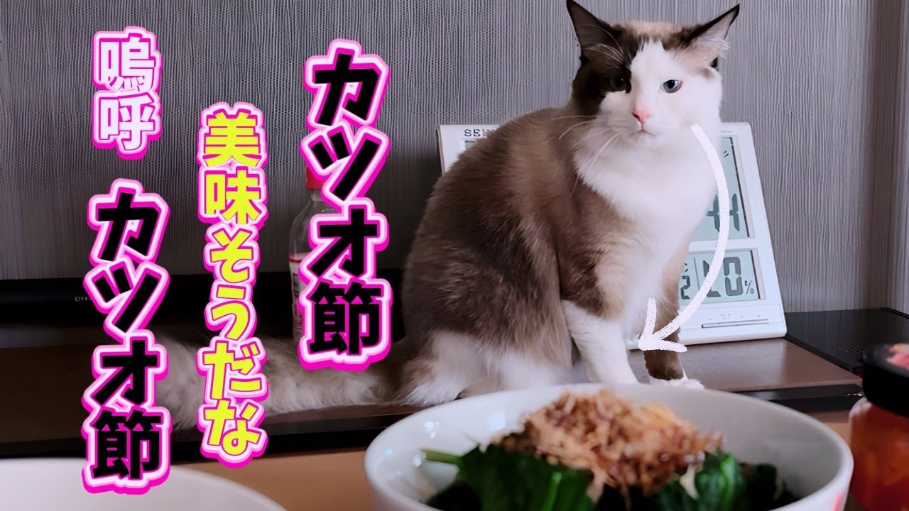 【短毛ラグドール】怒られる気満々な顔で堂々と人間のご飯を狙う猫😈⚡️