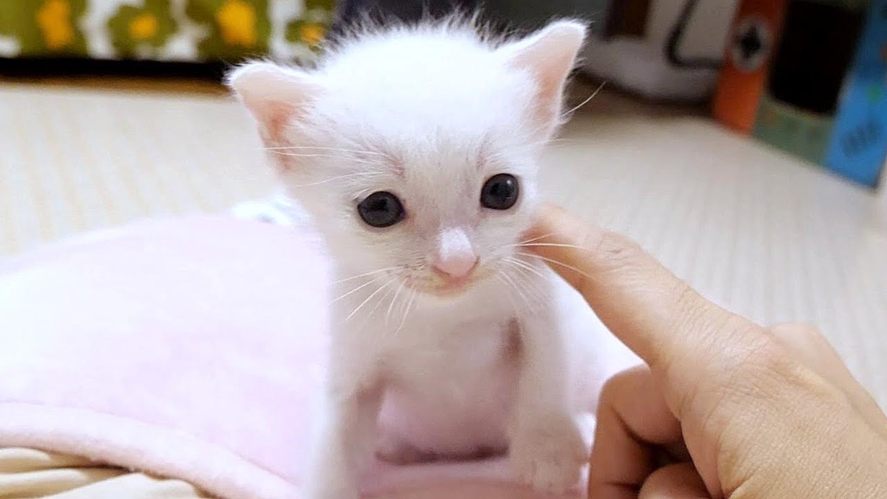 かわいい顔した子猫達が楽しそうにテントを破壊しております💦やめてー💦【赤ちゃん猫　保護猫】