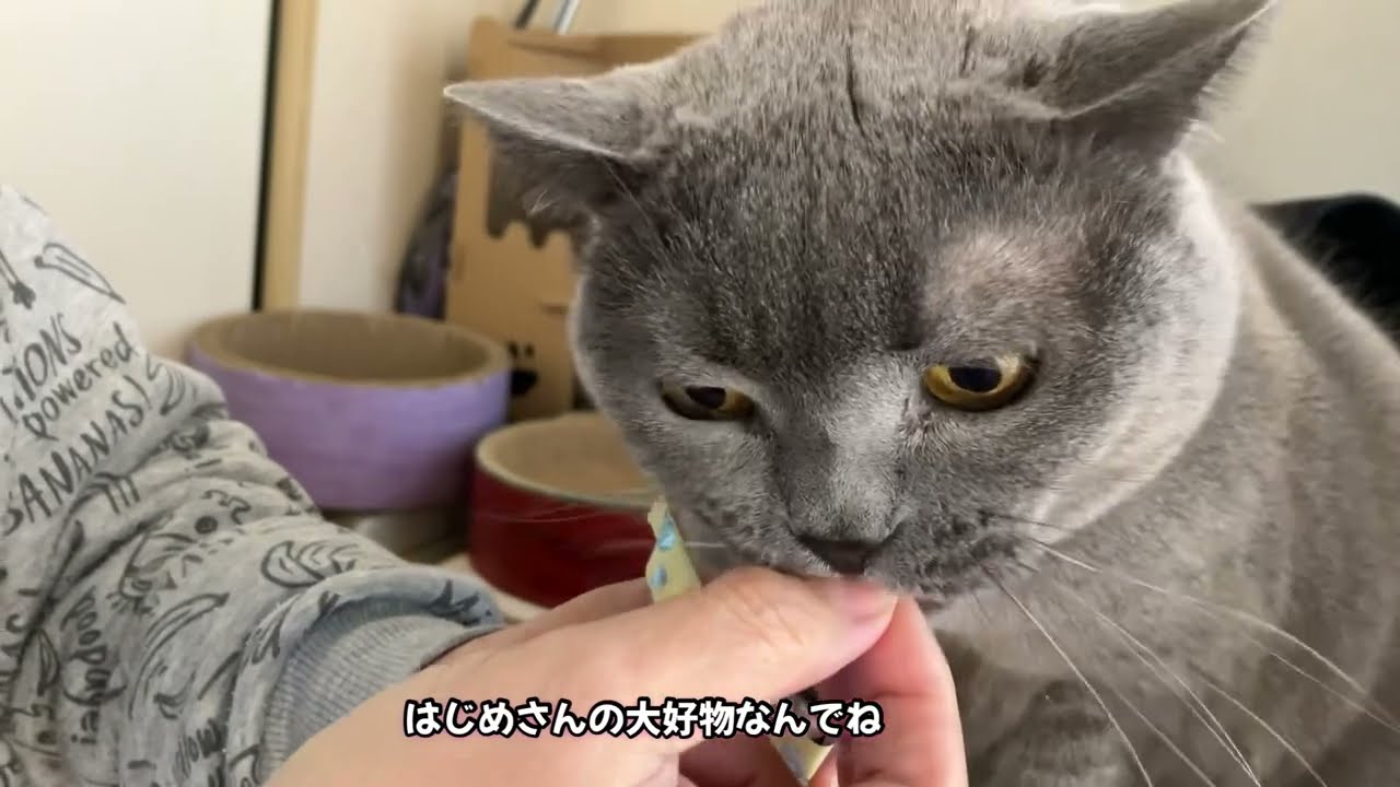 はぎも家日曜日おやつ食べました #british #保護猫達の日常 #ブリティッシュショートヘアー