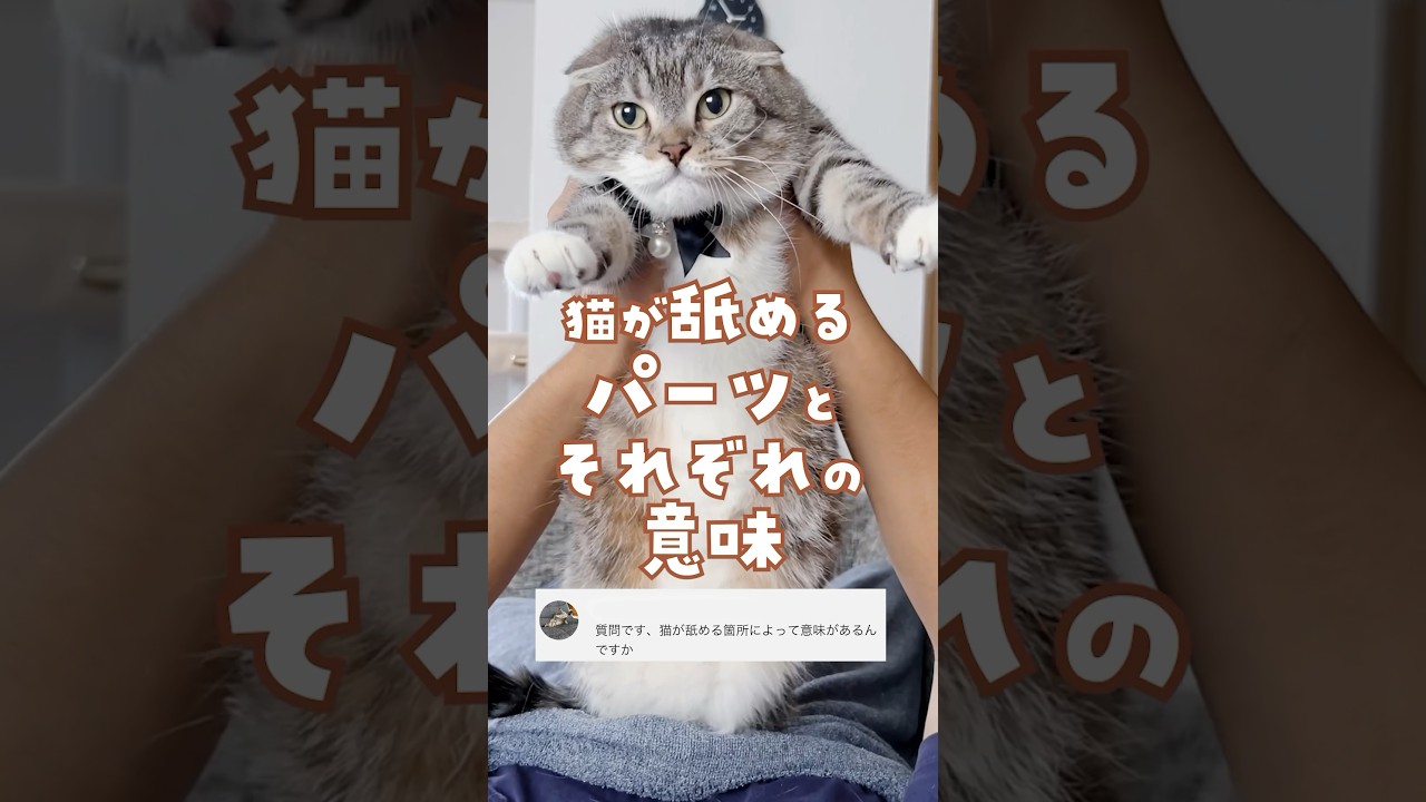 猫が舐める体のパーツとそれぞれに隠された意味🙀｜あなたの猫はよく舐めてくる？