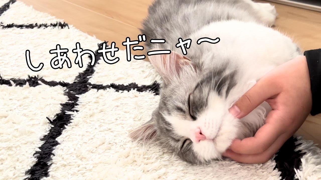 【短足マンチカン】息子の幼なじみのやさしいH君。猫をたくさん可愛がってくれました♪