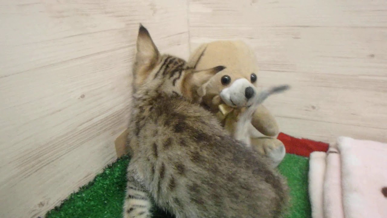 00471491 エジプシャンマウ