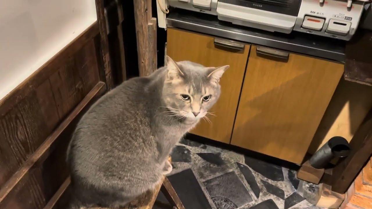 大根、人参、さつまいも、全て刻んで..  あとでカツオ節をかけて食べる猫・・・