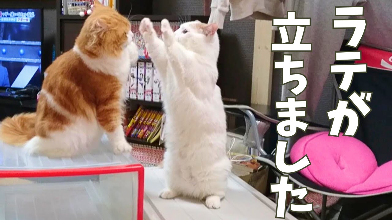 うちの猫が立ちました！！！【マンチカン】【ラガマフィン】【ragamuffin】【munchkin】