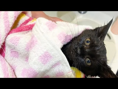 初めてのお風呂に放心状態の子猫