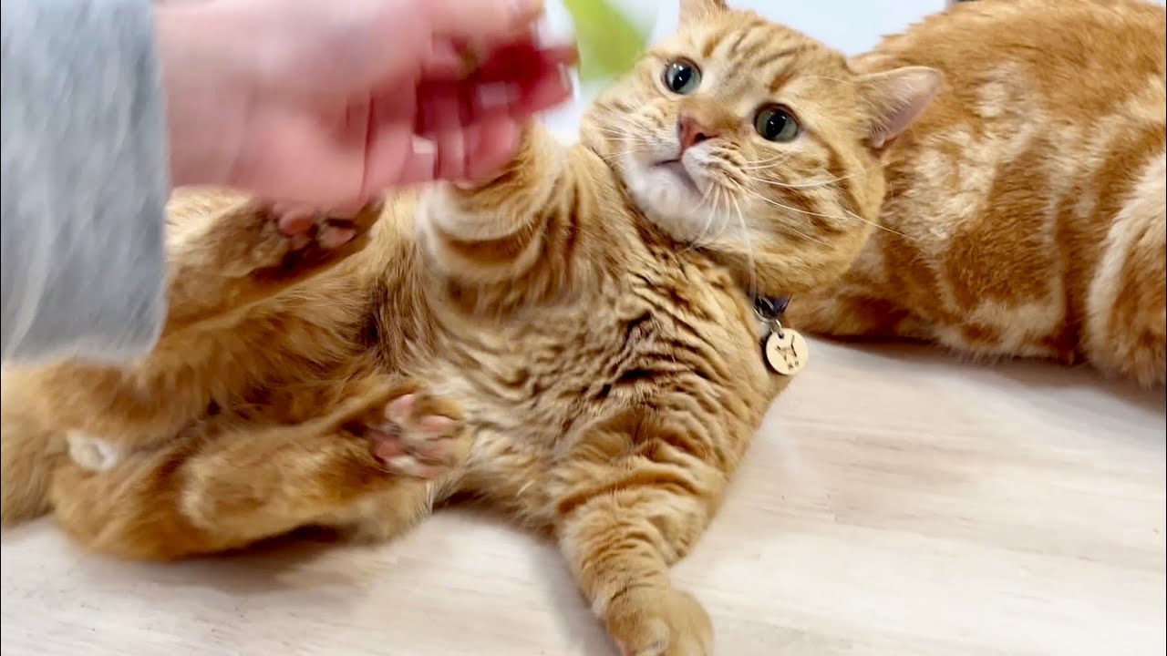 茶々パパがキャットニップを大好きな理由 #猫 #マンチカン