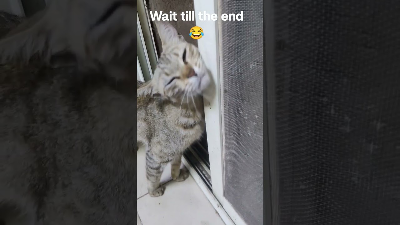 cute cat reaction after seeing me 😂😂. #youtubeshorts #momcat #kitten #catvideos  #cat #shorts
