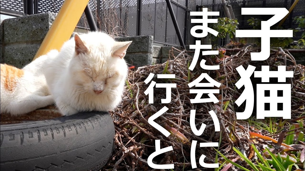 【あの時の子猫】寒さに凍えていた子猫に再び会ってみた結果…
