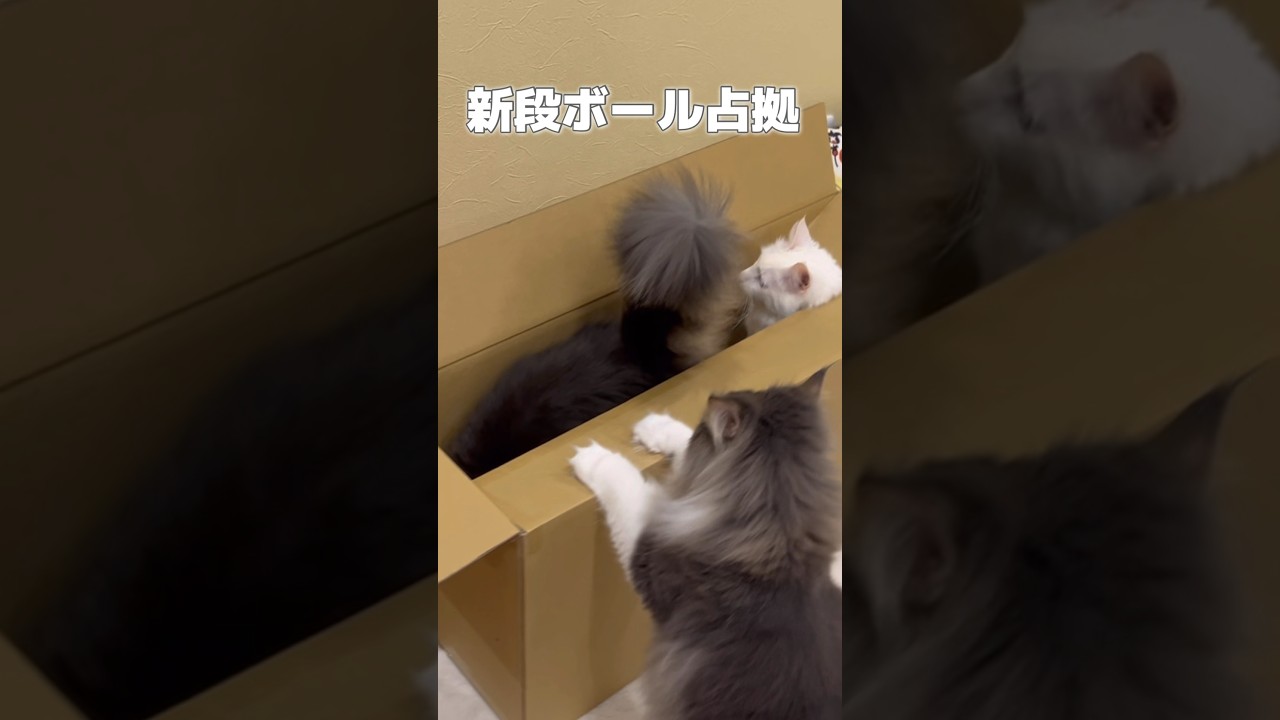新段ボール占拠www#cat #ターキッシュアンゴラ #ノルウェージャンフォレストキャット #子猫 #猫 #shorts