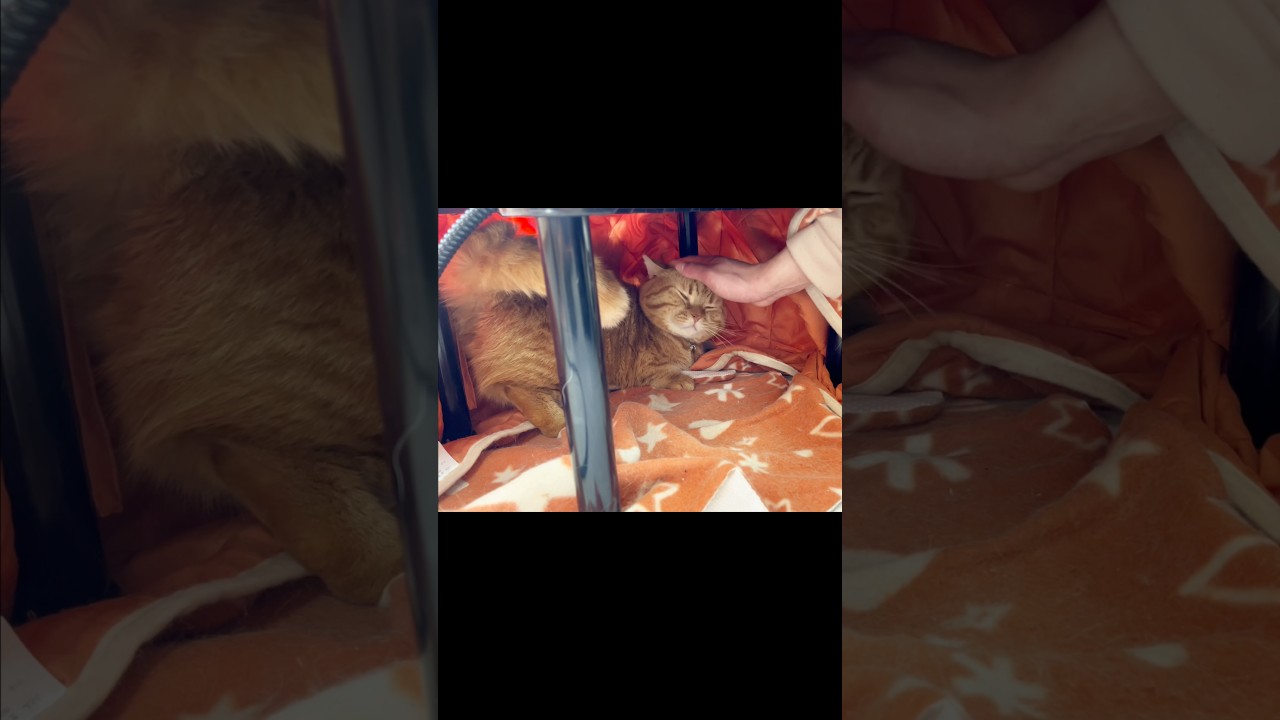 お別れのとき... #猫 #マンチカン #shorts