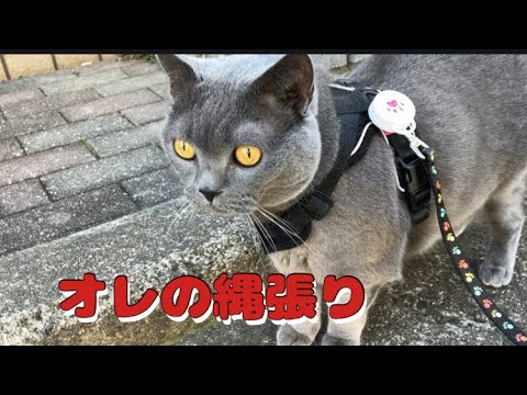 はぎも家はじめさんの散歩姿 #ブリティッシュショートヘアー #british #猫