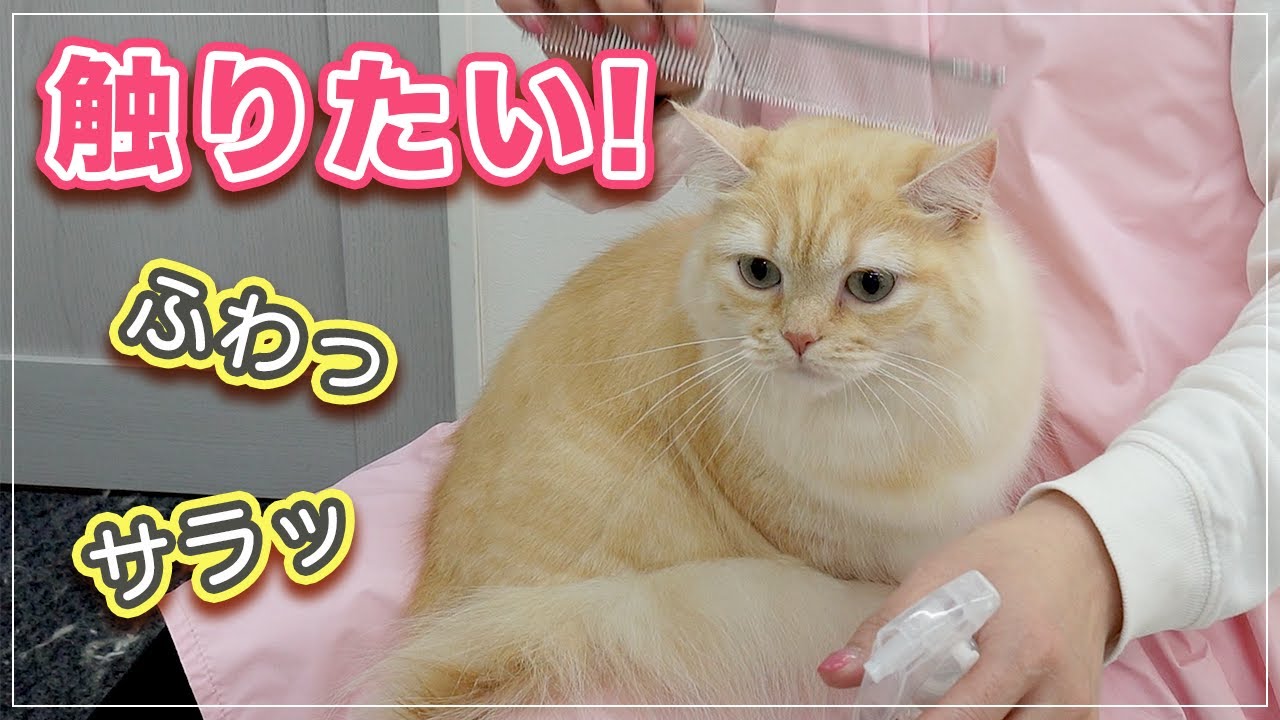 【トリュフちゃん】触りたい！こんなにフワッさらっに仕上がるなんて【マンチカン】