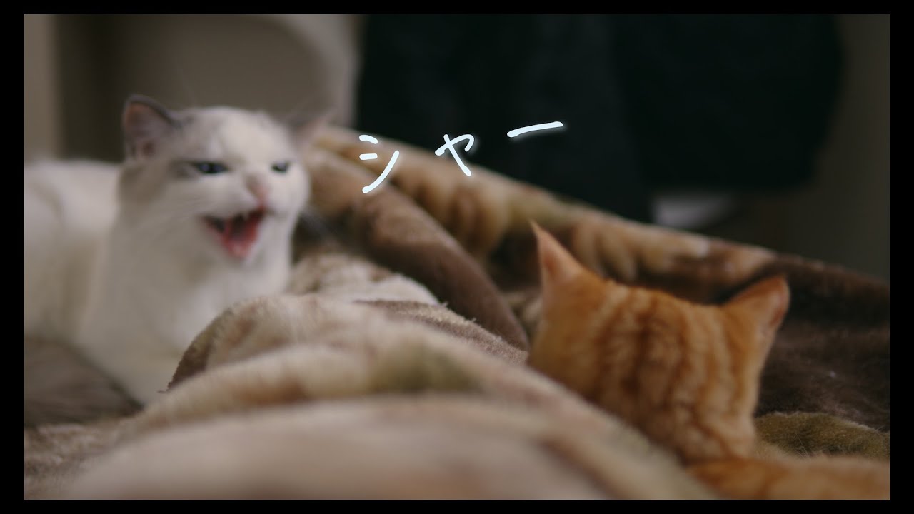 神経の図太い子猫　#猫 #ラグドール #ragdollcat
