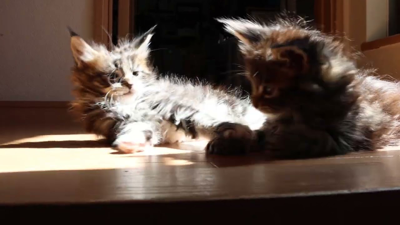 日だまりの中メインクーン子猫たち