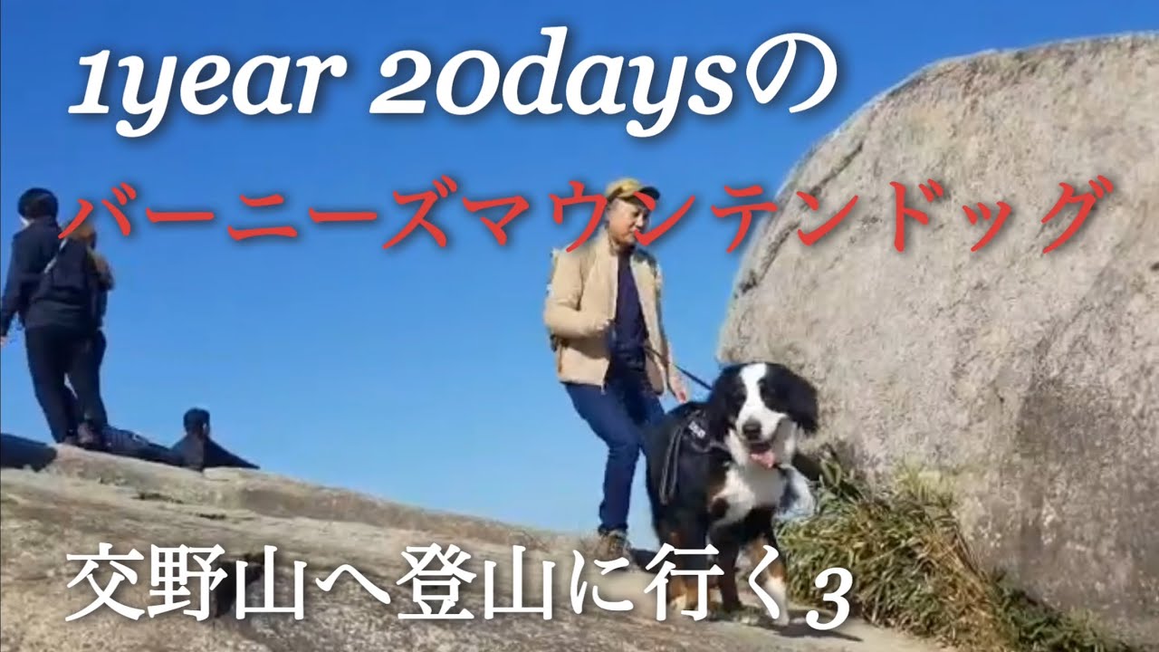 【バーニーズマウンテンドッグ】交野山へ登って来た！その3【犬とお出掛け】【交野山】