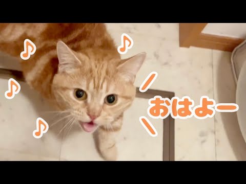 猫が『おはよう』を言った瞬間...プライスレス！ #猫 #マンチカン