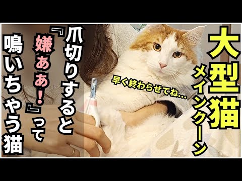 イヤイヤ爪切りをさせてくれる大型猫【メインクーン】