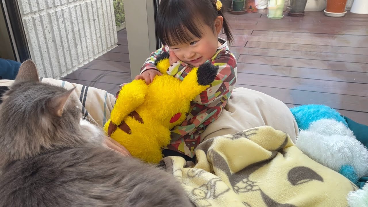 どんなに頼まれても子供のお腹には乗らない猫　ラガマフィン　Cats that won't sit on children's stomachs