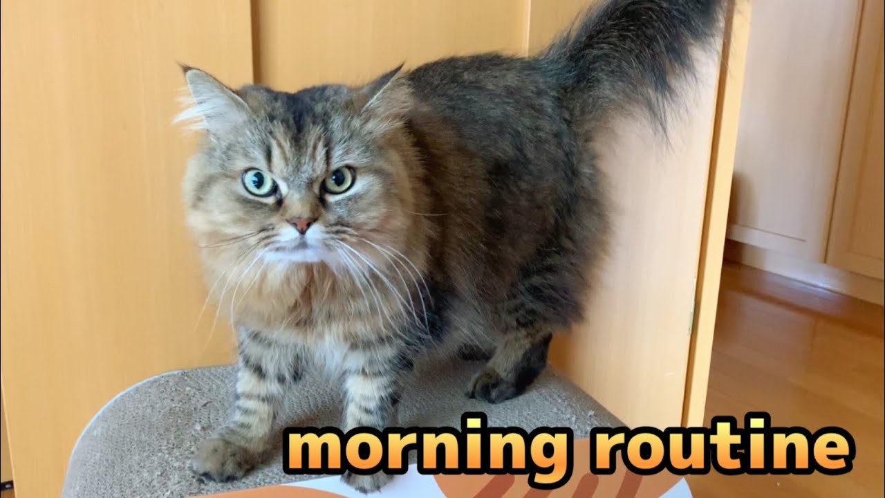 【Cat】モーニングルーティン#32/Morning Routine