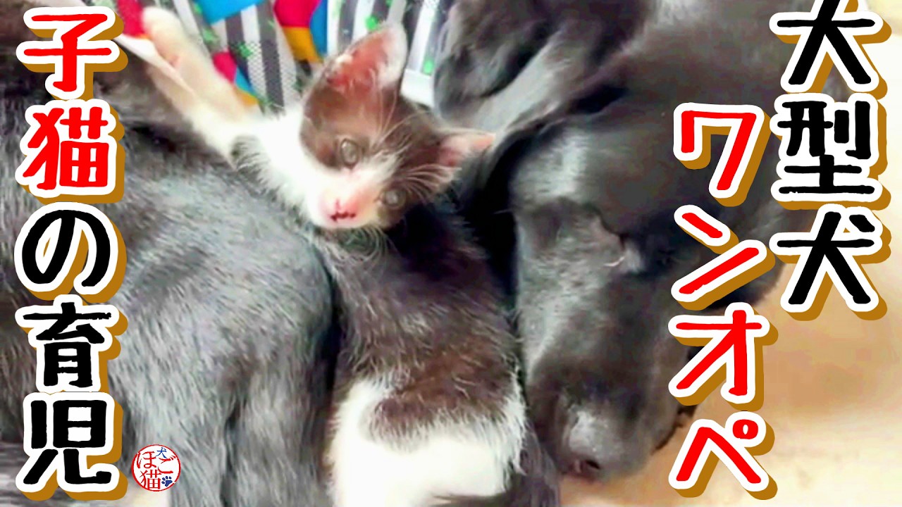 【子猫 保護 】大型犬がワンオペで育児中＋おまけコーナー