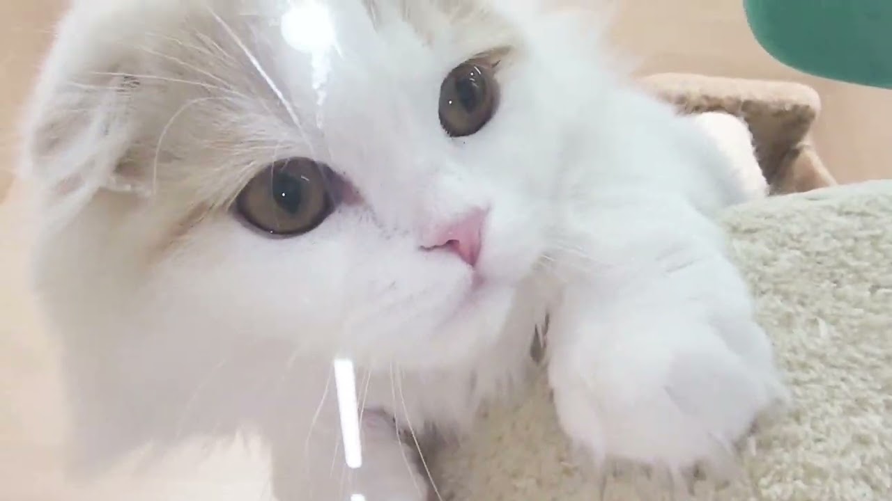 【スコティッシュフォールド】リバイバル